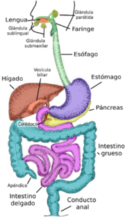 Salud Gastrointestinal